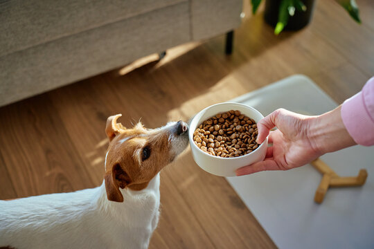 Pet Food